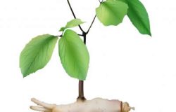 Kırmızı Ginseng Nasıl Yetiştirilir